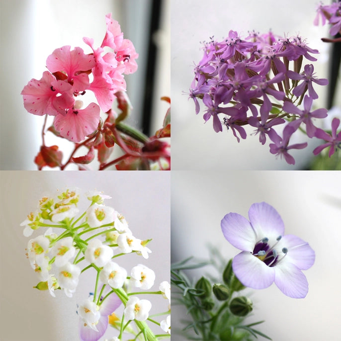 Plantable Greeting Cards, Seedy Cards