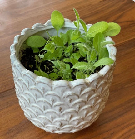 1 Simple Seed Bundle of 6 Cards