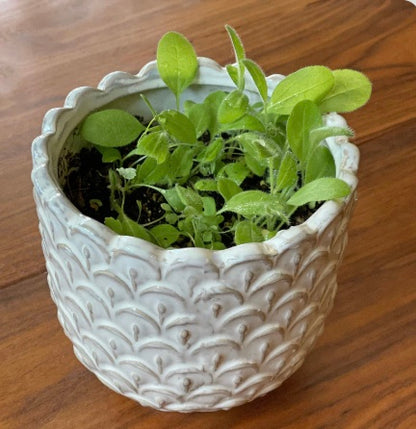 1 Simple Seed Bundle of 6 Cards